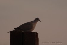 3-6-16-cr__D7K2130.jpg