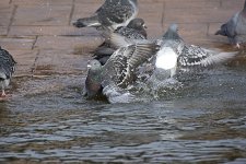 DSC_7351.jpg