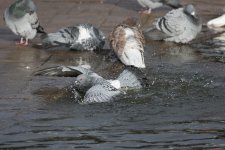 DSC_7361.jpg