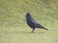 DSC_7378.jpg