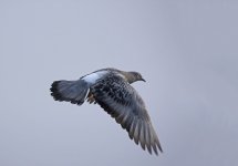 DSC_7343.jpg