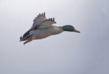 DSC_7366.jpg