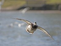 DSC_7375.jpg