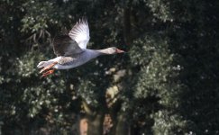 DSC_7425.jpg