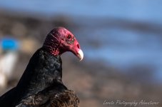 DSC_2651.jpg