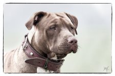 _DOG0001.jpg