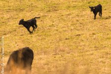 Spring Cattle-2.JPG
