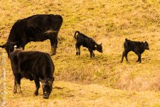 Spring Cattle-2-5.JPG