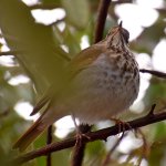 HermitThrush.jpg