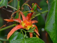Passiflora2.jpg