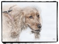 _DOG0003.jpg