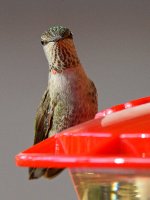Hummer16.jpg