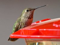 Hummer19.jpg
