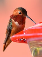Hummer27.jpg