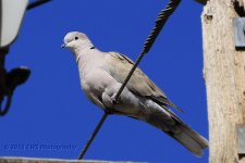 3-7-16-cr__D7K2146.jpg