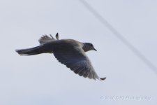 3-7-16-cr__D7K2150.jpg