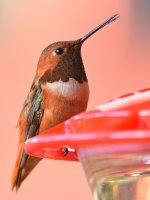 Hummer29.jpg