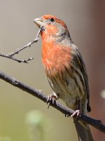 Finch.jpg