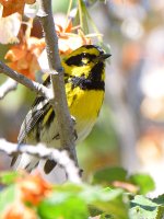 TownsendWarbler.jpg