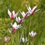 Lilies2.jpg