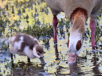 EgyptianGoose4.jpg