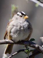 Sparrow4.jpg