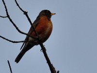 ROY_0470.JPG
