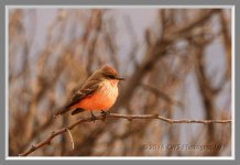 3-8-16-cr__D7K2159.jpg
