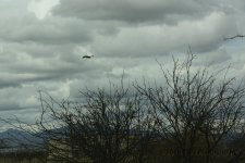 3-8-16-cr__D7K2161.jpg