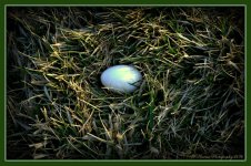 Duck Egg 3-8-2016.jpg