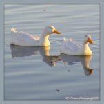 Two Ducks on Jensen Pond 3-8-2016.jpg