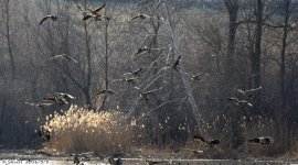 DSC_4110.jpg