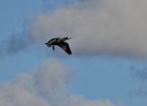 cormorant.jpg
