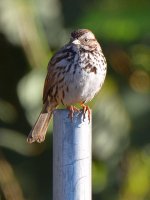 Sparrow.jpg