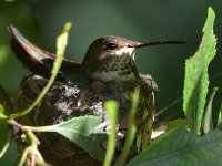 Hummer5.jpg