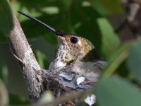 Hummer3.jpg