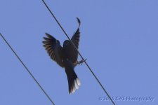 3-9-16-cr__D7K2190.jpg