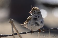 3-9-16-cr__D7K2193.jpg