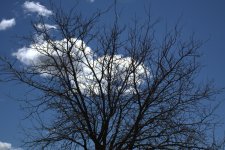 Bare Tree and Puffy White Cloud 3-9-2016.jpg