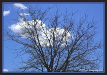 Bare Tree and Puffy White Cloud 3-9-2016.jpg