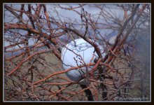 Volleyball in a Tree 3-9-2016.jpg