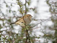 DSC_7492.jpg