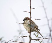 DSC_7497.jpg
