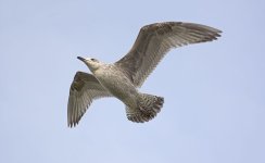 DSC_7477.jpg