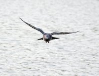 DSC_7516.jpg