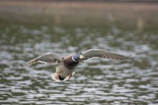 DSC_7527.jpg