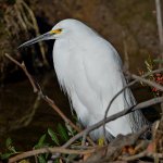 Egret2.jpg