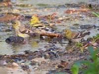 Goldfinch.jpg