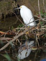 Egret.jpg