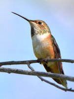 Hummer.jpg